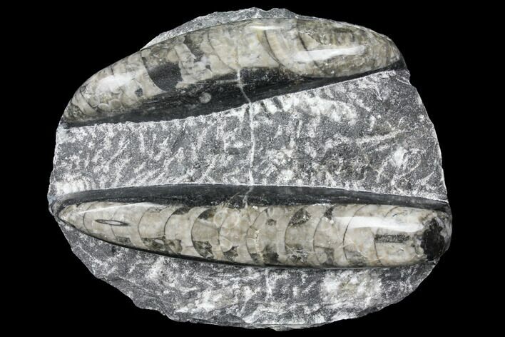 Polished Orthoceras (Cephalopod) Fossils - Morocco #96638